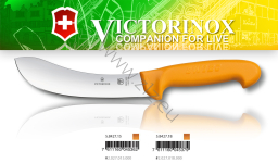 Victorinox 5.8427.15 Swibo WENGER SKINNING KNIFE Nóż Rzeźniczy, do skórowania, ostrze 15 cm (dostępne ostrza: 15 cm, 18 cm)  gładkie,  uchwyt żółty